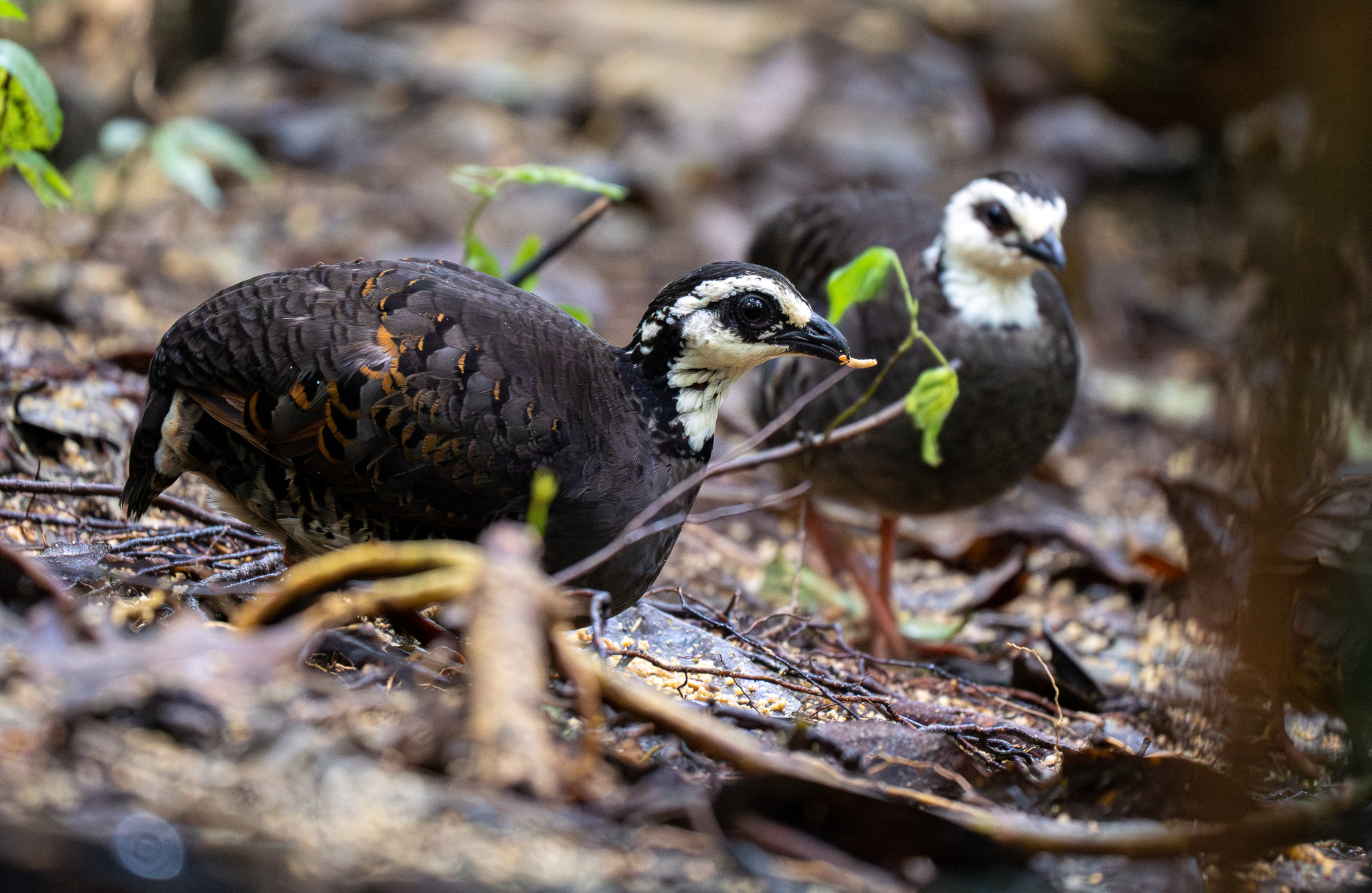 Grey-breasted Partridge (Arborophila orientalis), photo 6