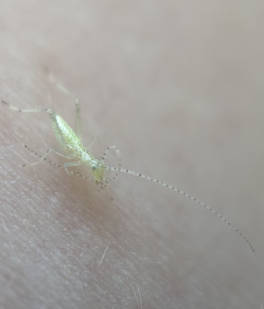 Snowy Tree Cricket