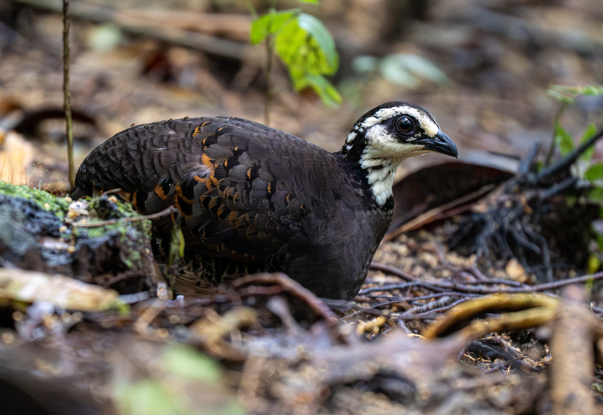 Grey-breasted Partridge (Arborophila orientalis), photo 7
