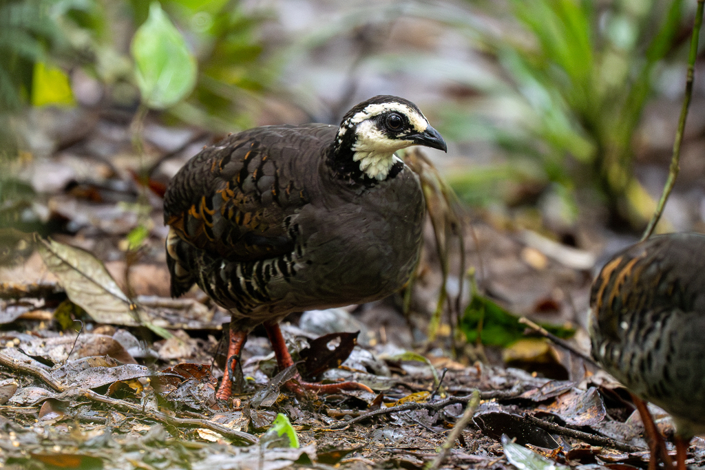 Gray-breasted Partridge photo