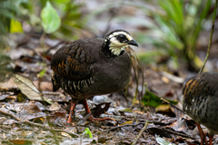 Grey-Breasted Partridge photo 1