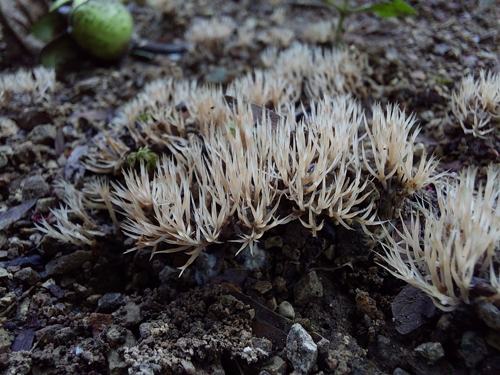 Pterulicium subsimplex · June 2023 · photo: © francisperez28 (iNaturalist, cc-by)