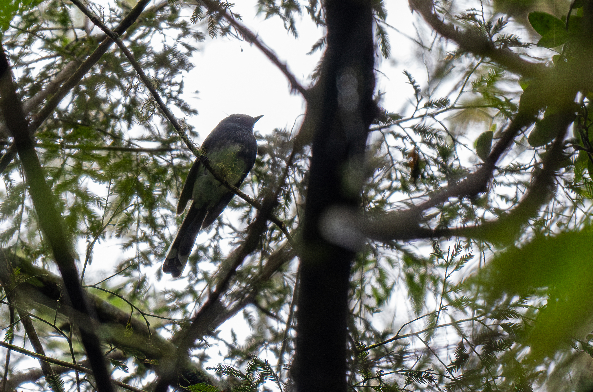 White-bellied Fantail (Rhipidura euryura), photo 1