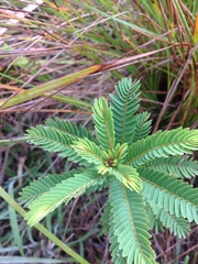 Phyllanthus saffordii
