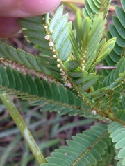 Phyllanthus saffordii