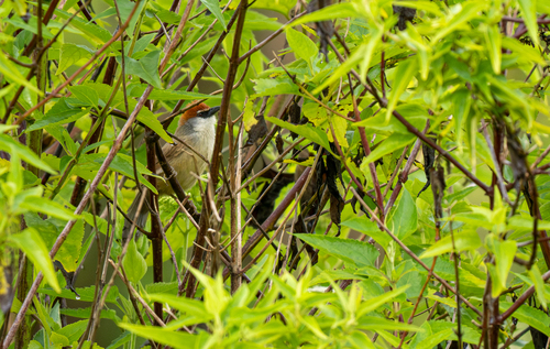 Chestnut-capped Babbler (Timalia pileata), photo 8