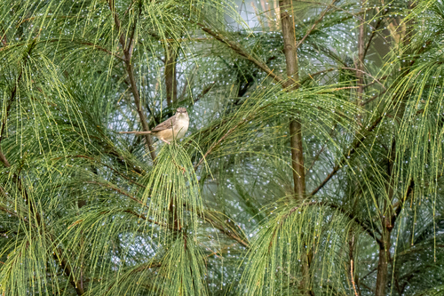 Brown Prinia (Prinia polychroa), photo 10