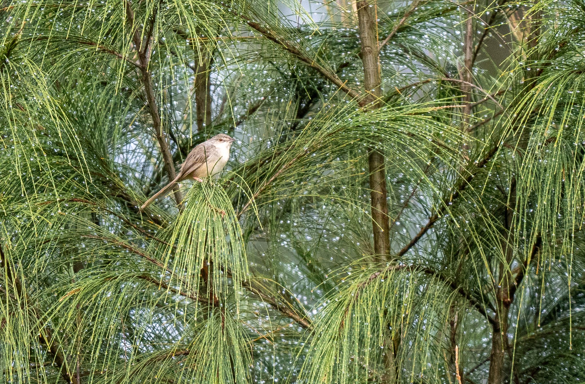 Brown Prinia (Prinia polychroa), photo 2