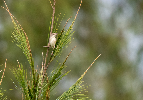 Brown Prinia (Prinia polychroa), photo 8