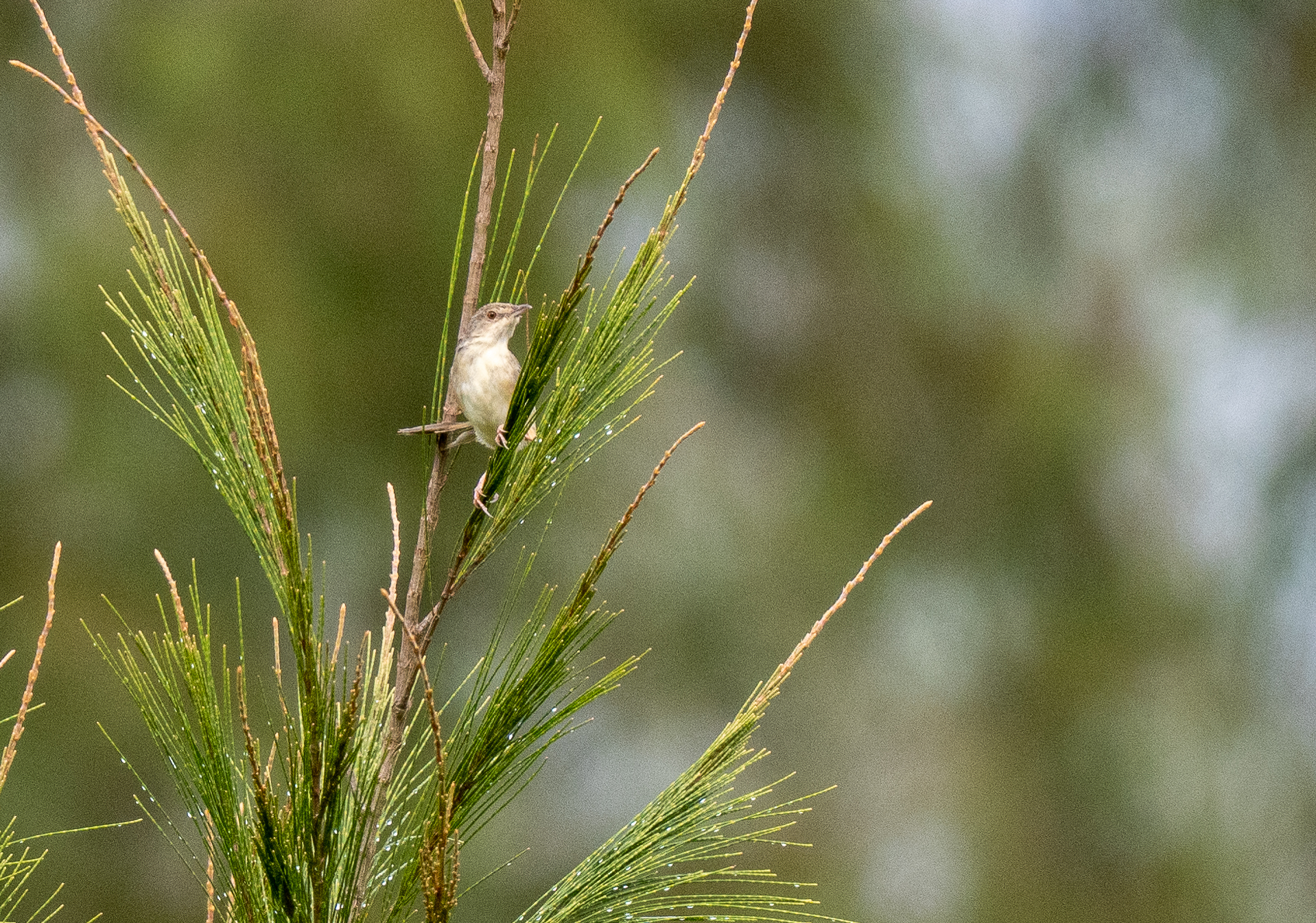 Brown Prinia (Prinia polychroa), photo 3