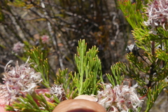 Serruria balanocephala