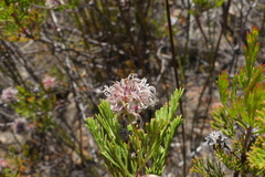 Serruria balanocephala