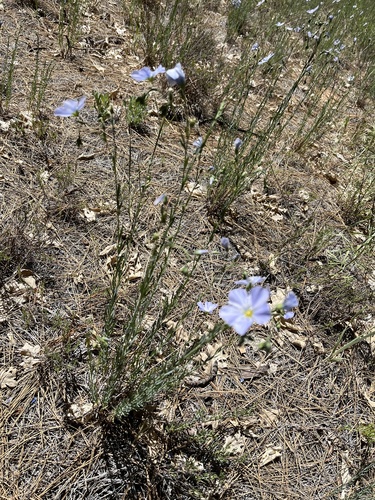 iNaturalist observation photo of Lewis flax