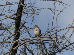 Zonotrichia leucophrys