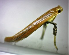 Caloptilia invariabilis