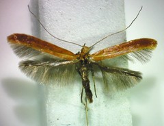 Caloptilia invariabilis