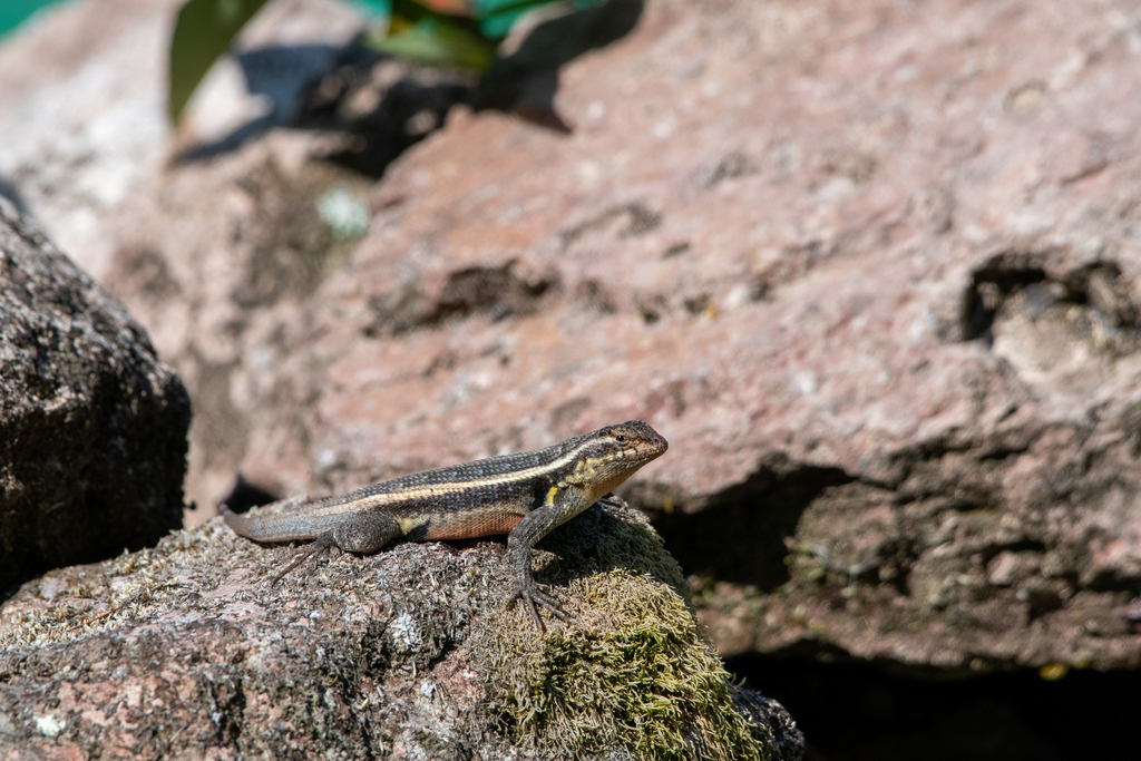 Rose-bellied Lizard