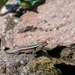Southern Rose-bellied Lizard - Photo (c) Court Harding, some rights reserved (CC BY), uploaded by Court Harding