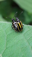 Lema confusa virgata