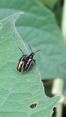 Lema confusa virgata