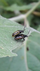 Lema confusa virgata