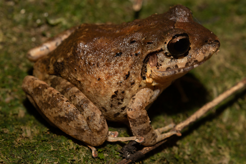 Robber frog, Craugastor laevissimus