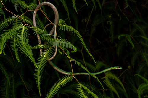 (Giant) Parrot Snake, Leptophis ahaetulla