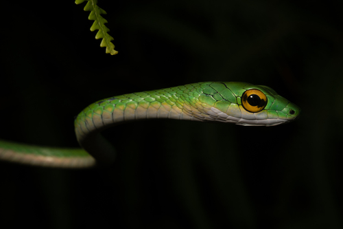 Leptophis praestans