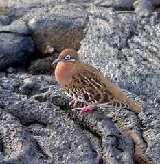 Zenaida galapagoensis