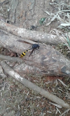 Phimenes flavopictus blanchardi