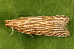 Helcystogramma albinervis