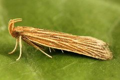 Helcystogramma albinervis