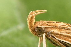 Helcystogramma albinervis