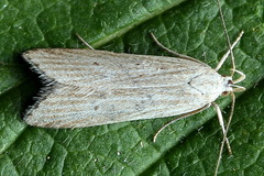 Helcystogramma lineolella