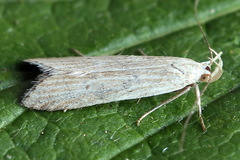 Helcystogramma lineolella