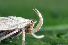 Helcystogramma lineolella