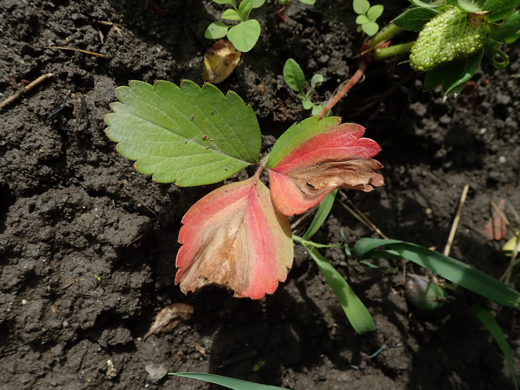 Strawberry leaf blight