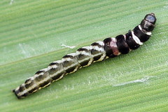 Helcystogramma lutatella