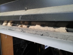 Novaranea queribunda