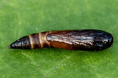 Helcystogramma lutatella
