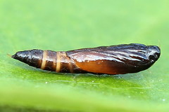 Helcystogramma lutatella