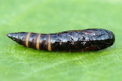 Helcystogramma lutatella