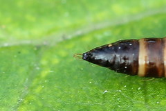 Helcystogramma lutatella