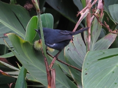 Diglossa albilatera
