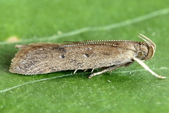Helcystogramma lutatella