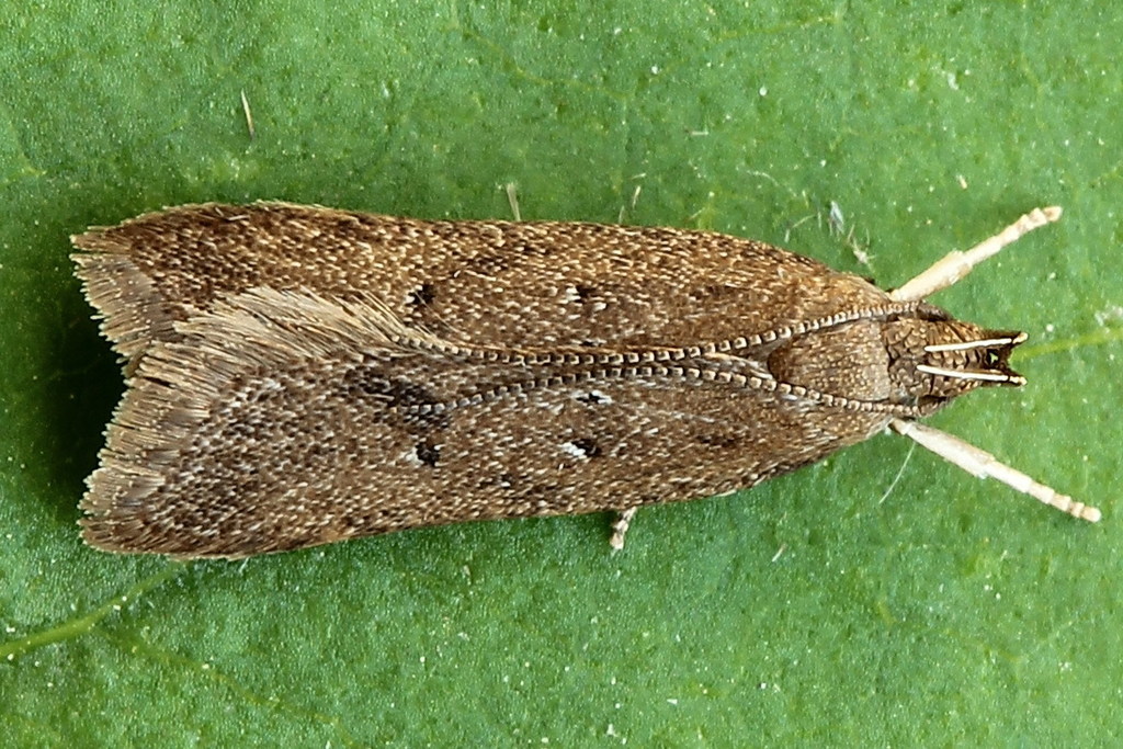 Helcystogramma lutatella