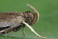 Helcystogramma lutatella