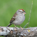 Chipping Sparrow - Photo (c) Greg Lasley, some rights reserved (CC BY-NC)