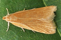 Helcystogramma rufescens