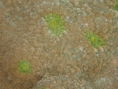Echinophyllia aspera image